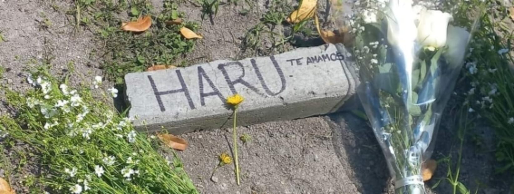 Torturan hasta la muerte a gatito de CCH Vallejo; estudiantes de la UNAM exigen justicia 