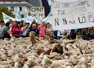 Protestan contra los lobos con miles de ovejas en Lyon, Francia