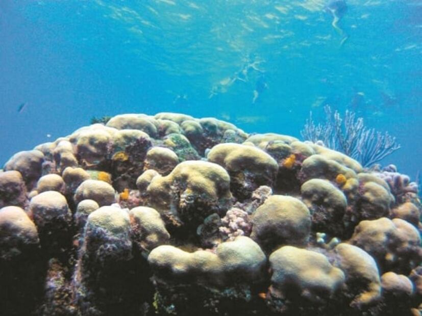 Detectan “cáncer” de coral caribeño