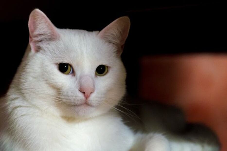 La sordera es más común en los gatos blancos, pero no una regla absoluta. Fuente: Freepik.