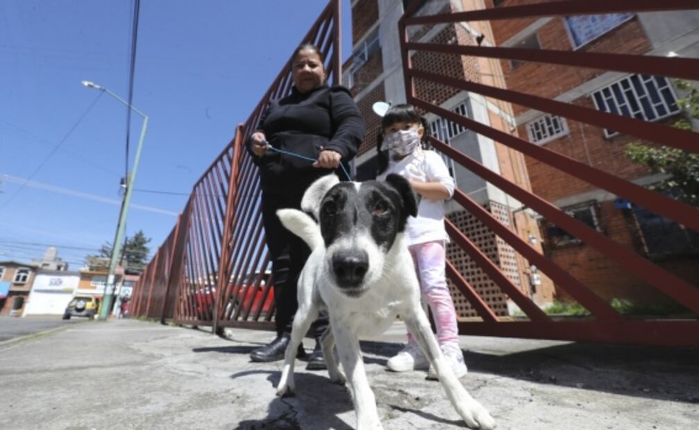 Con venta de trufas y galletas, buscan pagar quimioterapias de Mailo, perrito con un tumor