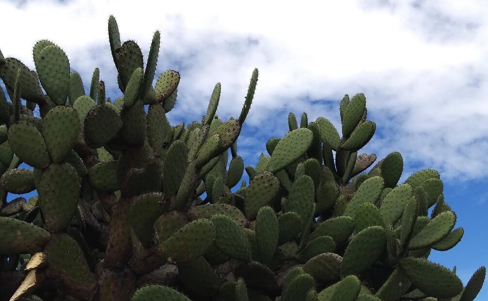 Beneficios de comer nopales en ayunas. Foto: RociH / Pixabay