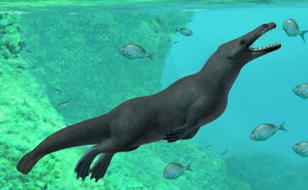 Hallan fósiles de una ballena anfibia de cuatro patas