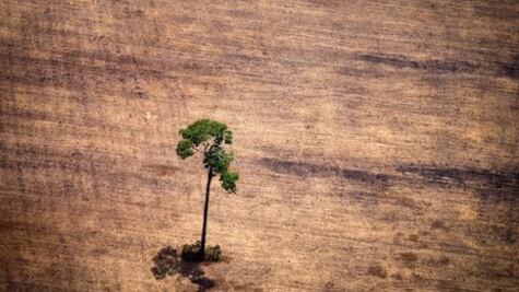 ¿Cuáles son los países más deforestados del mundo?
