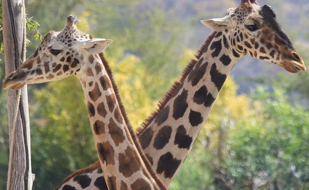 Benito y su "nueva novia". Foto: EL UNIVERSAL