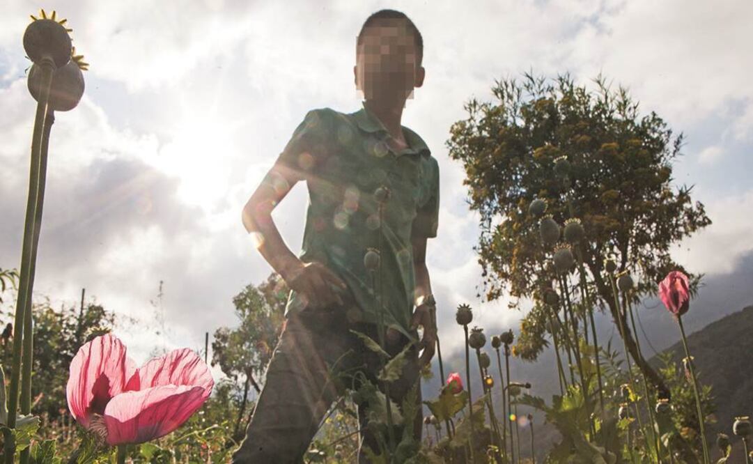 Desde las seis de la mañana los pequeños se disponen a trabajar en la parcela familiar, que se siembra en invierno y tarda cuatro meses en rendir fruto. (Foto: Cristopher Rogel Blanquet / EL UNIVERSAL)