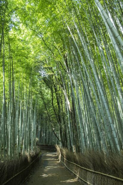 Viaja a 5 bosques encantados 