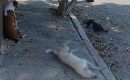 Reportan envenenamiento masivo de mascotas en Yucatán; hallan muertos a cuatro perros y un gato