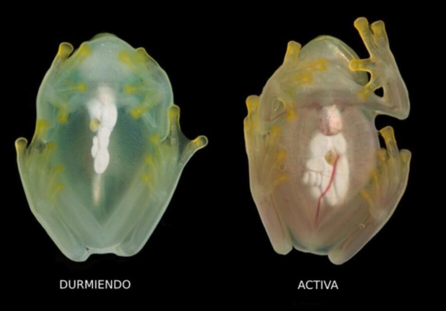 El misterio de la rana de cristal que se vuelve casi invisible y su significado en el campo de la medicina 