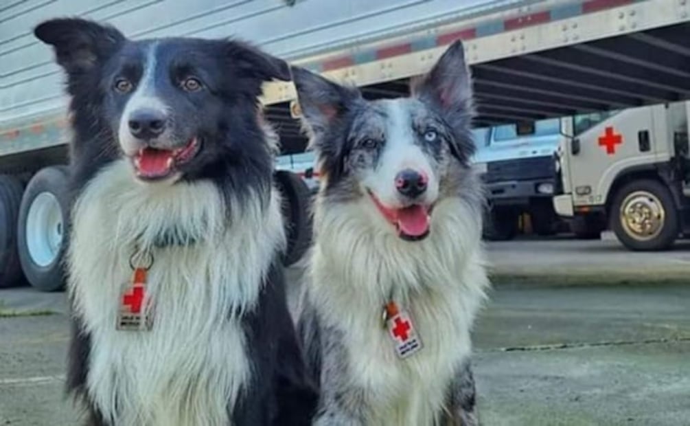 Davey y Vesper, los perritos rescatistas de Reino Unido que apoyan en rescates de Turquía