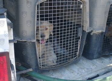 Buscan aumentar sanciones por maltrato animal en CDMX