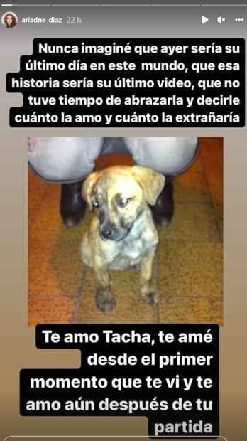 Cocodrilo devora a Tacha, la perrita de Ariadne Díaz: "Tengo el corazón roto", dice la actriz