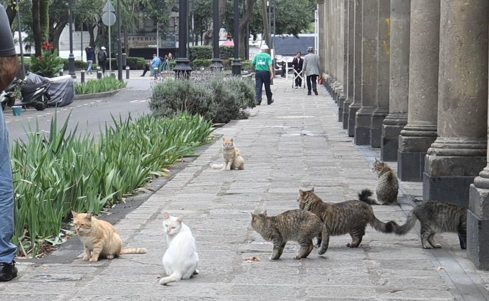 En el célebre Museo Panteón de San Fernando, habitan decenas de gatitos que han sido abandonados ahí a su suerte. Foto: Iván Chávez / EL UNIVERSAL