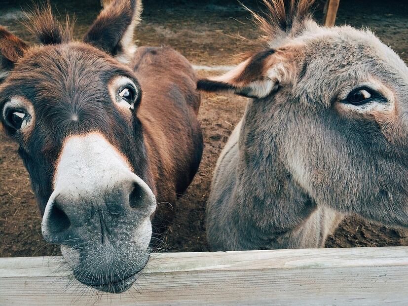 Leche de burra. Fuente: Pixabay