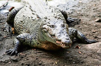 Cocodrilos: los últimos dinosaurios vivientes