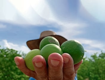 “Nos dejaron solos”,  dicen limoneros de Apatzingán