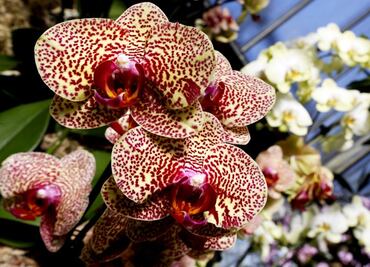 Orchids are in danger of extinction