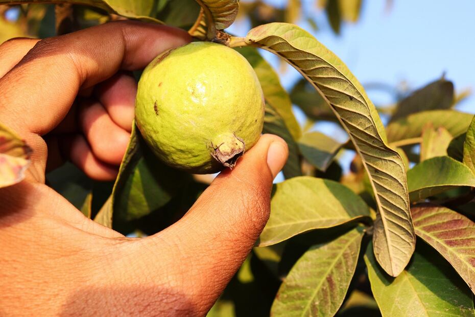 La guayaba alivia malestares estomacales gracias a la fibra que posee. Foto: Pixabay