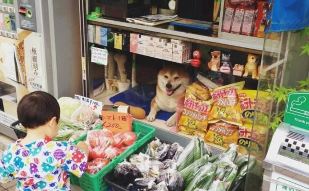 Esta es la historia del perrito que atiende una tienda en Japón