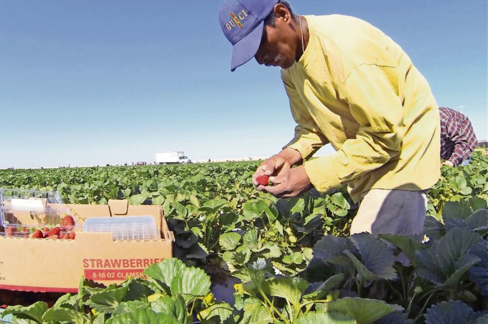 Especialistas afirman que Donald Trump no podrá cumplir sus amenazas contra migrantes porque gran parte de su economía depende de ellos (ARCHIVO. EL UNIVERSAL)