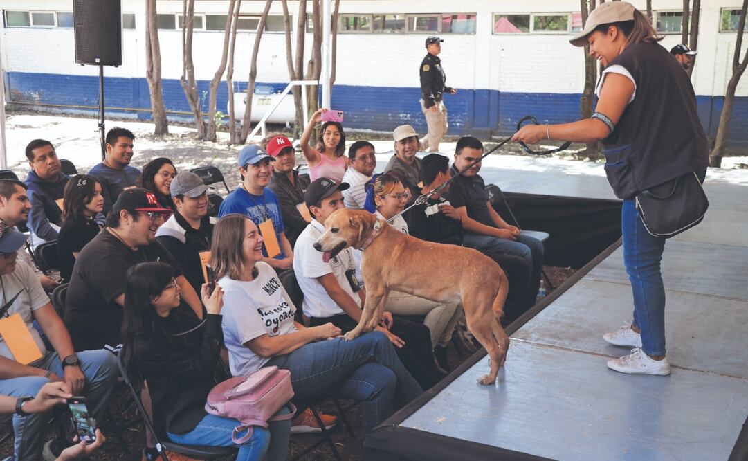 Algunos de los perritos fueron acompañados por infractores viales. FOTO: CARLOSMEJÍA. EL UNIVERSAL