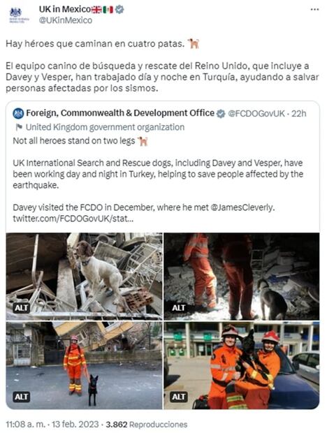 Davey y Vesper, los perritos rescatistas de Reino Unido que apoyan en rescates de Turquía