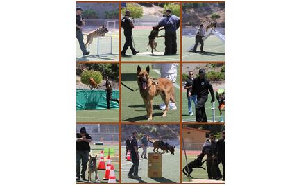 Agentes caninos de Baja California ganan primeros lugares en EU