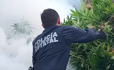 Localizan tres sembradíos de marihuana en Mazatlán