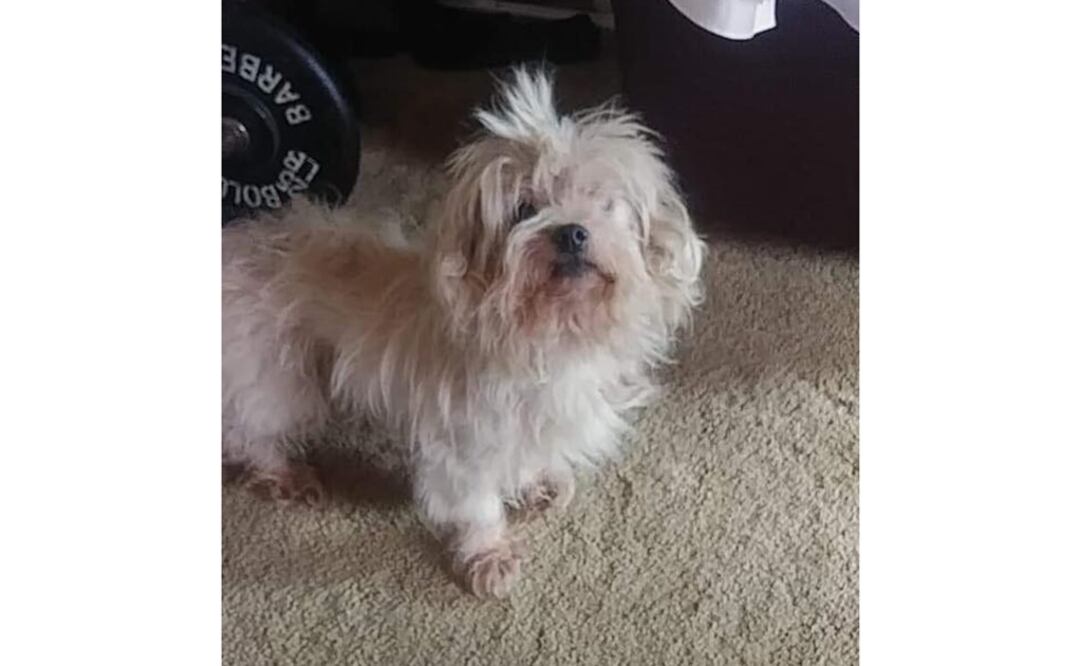 Chico, el perro de raza Shih Tzu que fue enterrado vivo en EU. Foto: Facebook