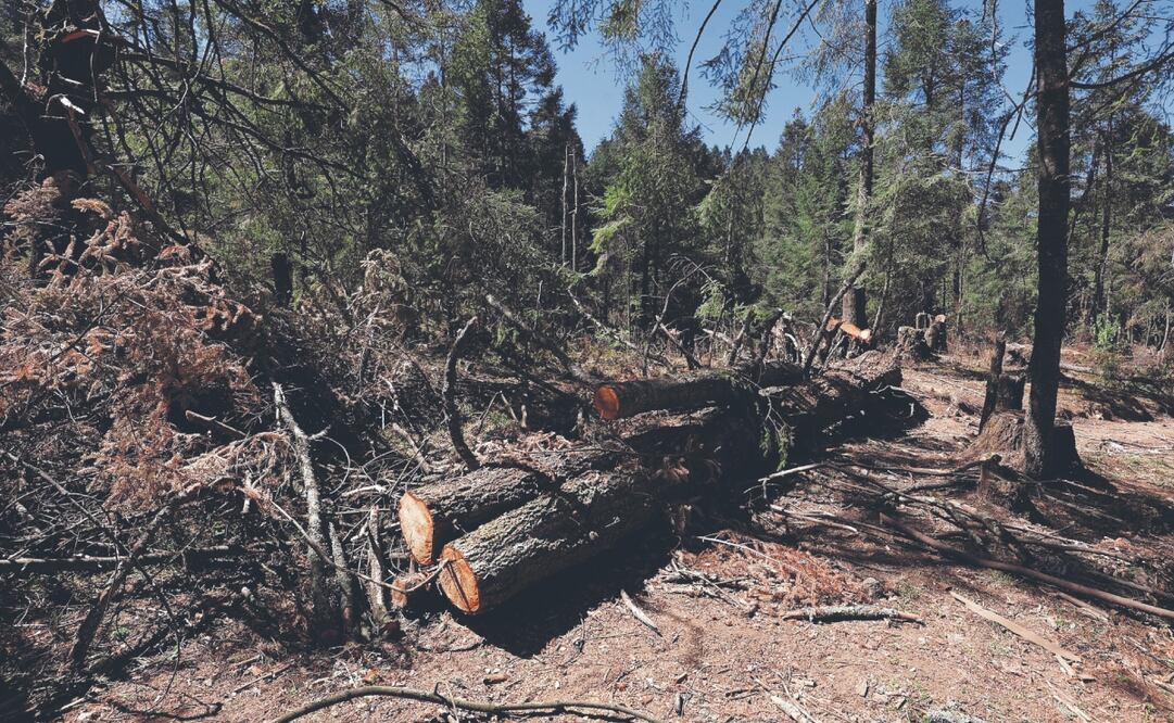 La reforma también amplió la protección a grupos vulnerables, zonas y áreas naturales protegidas. Foto: de Alejandro Vargas. El Universal