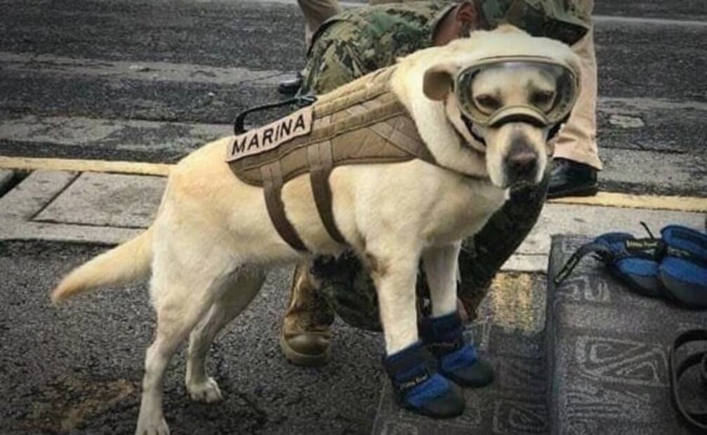 ¿De qué murieron Frida y Athos, perros rescatistas mexicanos?