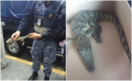 Rescatan a cocodrilo que deambulaba en calles de la Venustiano Carranza