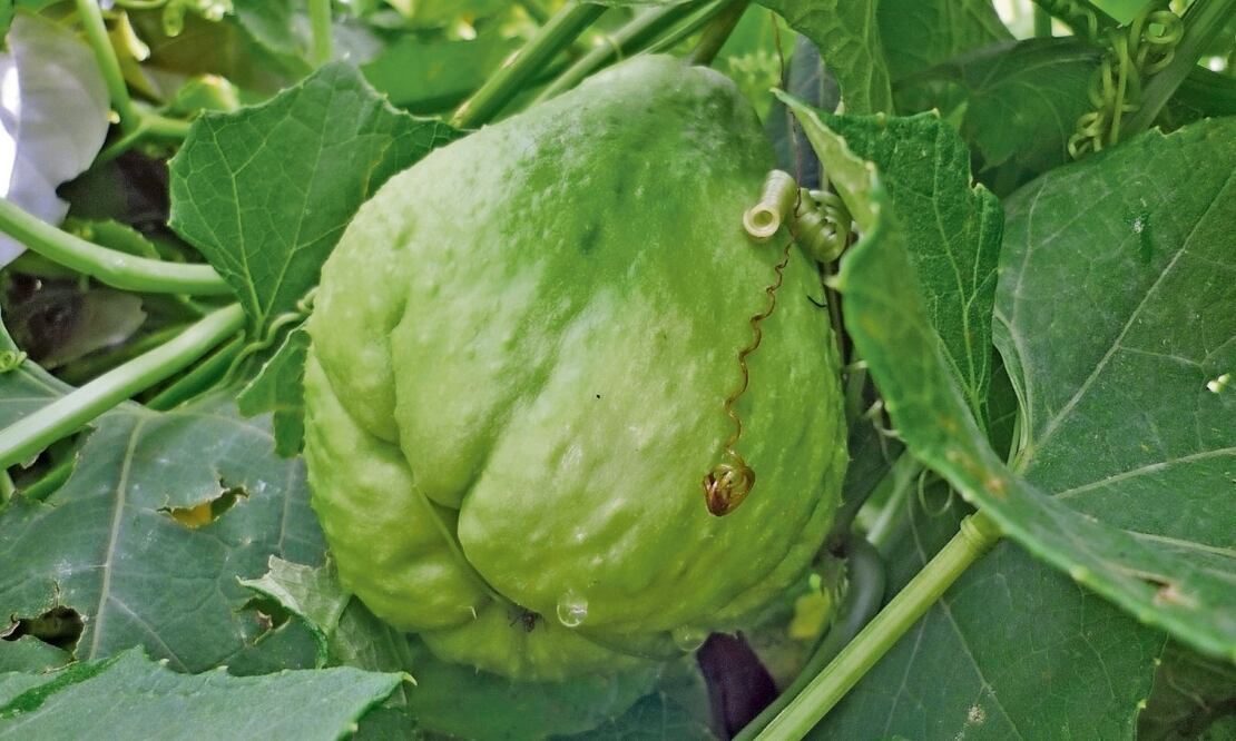 El chayote destaca entre los productos del campo con mayores alzas de precio, al reportar un aumento de 101.44% anual en la primera mitad del mes Foto: Archivo EL UNIVERSAL