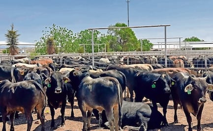 Ganaderos suman 850 mdd en pérdidas por veto fronterizo de EU; afecta exportación de 800 mil cabezas de ganado  