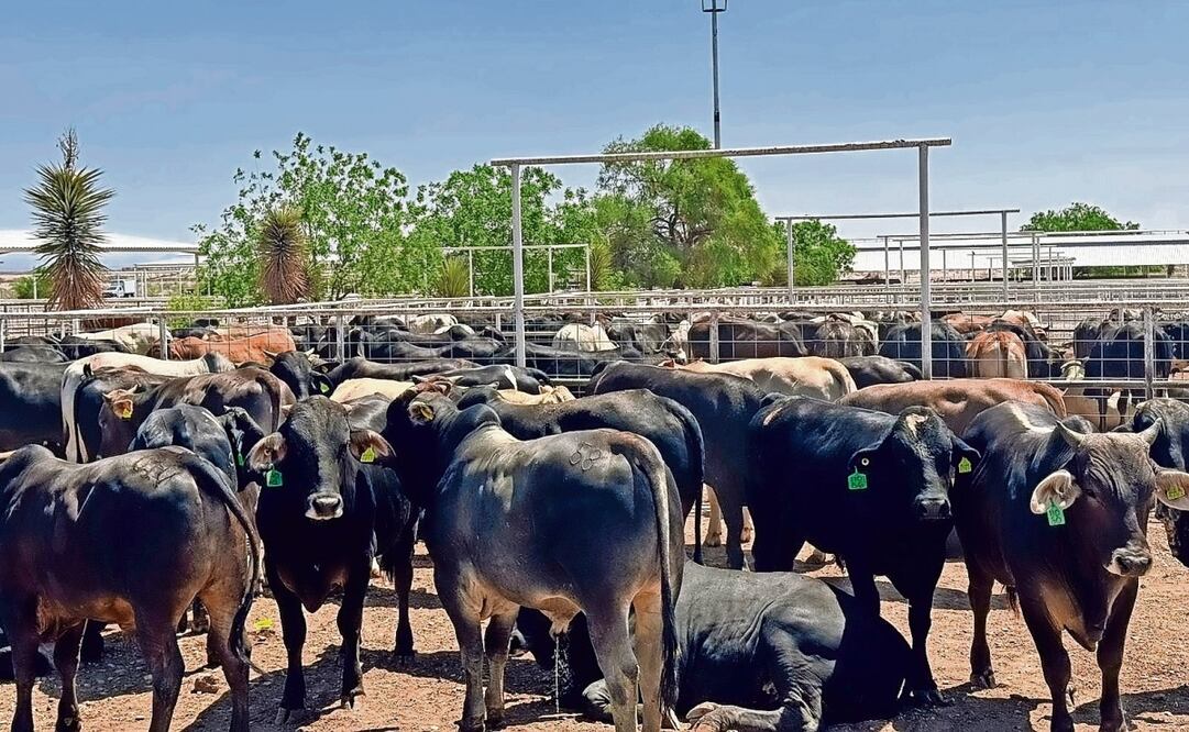 Entre noviembre de 2024 y junio de 2025 se han confirmado más de mil 900 casos de gusano barrenador en siete estados, señala estudio oficial. Foto: Archivo EL UNIVERSAL