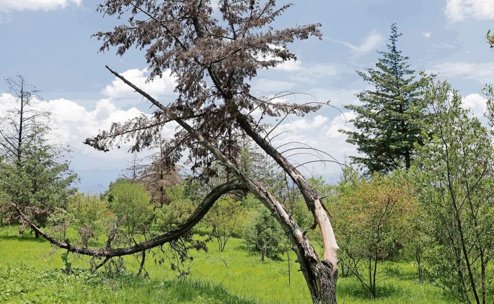 Foto: Diego Simón / EL UNIVERSAL