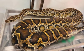 Profepa asegura pitón con escamas lastimadas y ligera deshidratación; era exhibida en un circo de Zacatecas