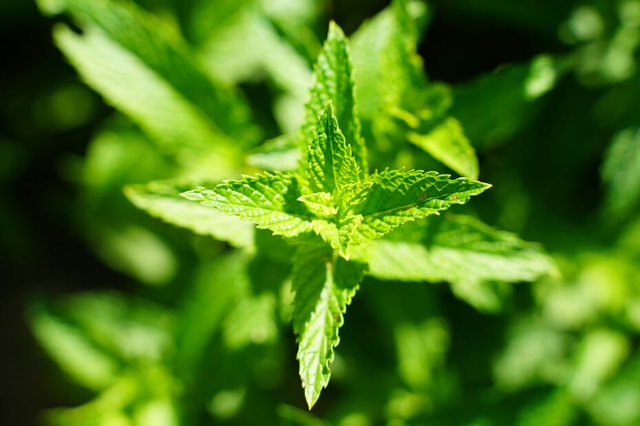 descubre los beneficios de tener una planta de citronela en tu hogar. Foto: Unsplash