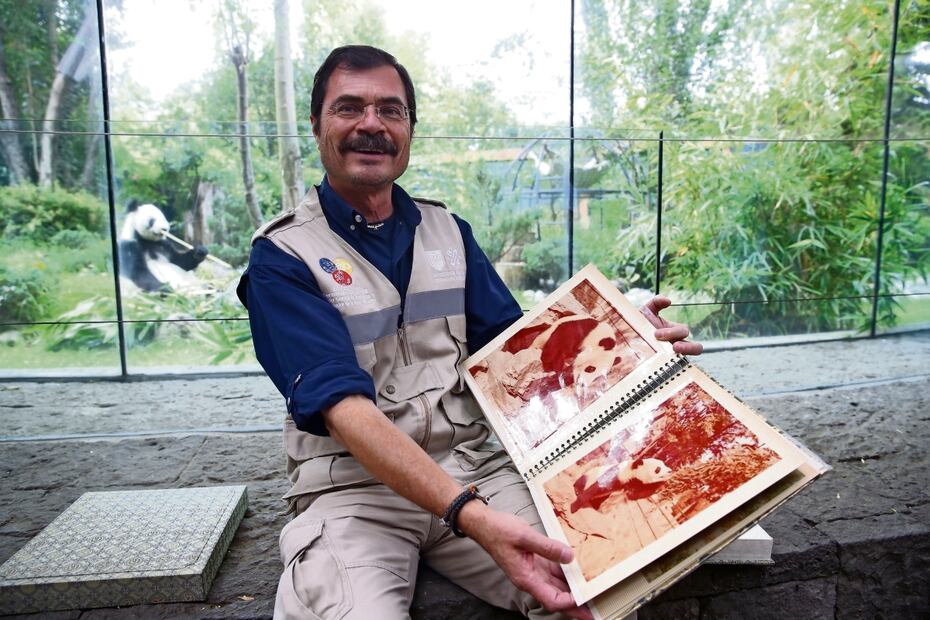Fernando Gual Sill explicó los orígenes de Xin Xin, cuyos abuelos Pe-Pe y Ying-Ying llegaron a México en 1975. Foto: Germán Espinosa / EL UNIVERSAL 