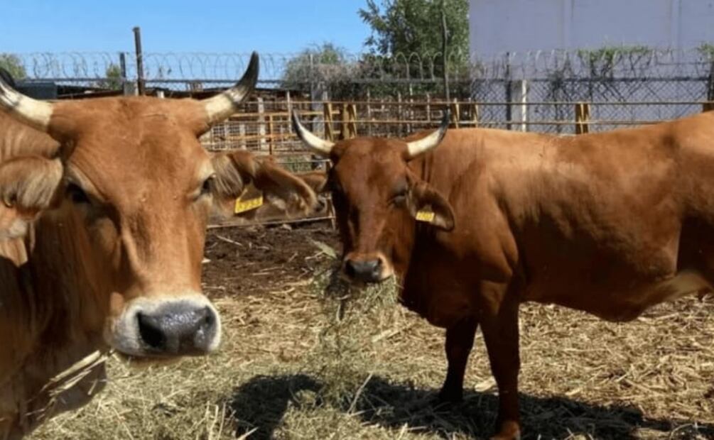 Ganaderos de Yucatán advierten por llegada de gusano barrenador en la entidad. Foto: Especial