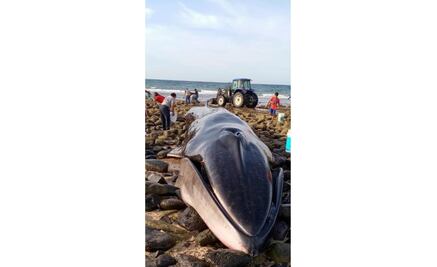 Varamiento y muerte de ballena en Puerto Peñasco debe impulsar la ciencia de la conservación: experto 