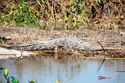 Se respetará ley de vida silvestre, ofrece Semarnat