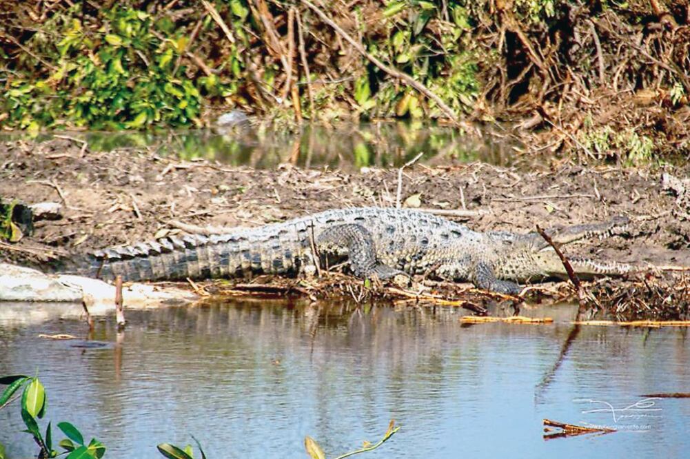 En el manglar habitaba una amplia variedad de animales, como aves, crustáceos, peces, cocodrilos, ardillas e iguanas (CORTESÍA: RUBÉN VALVERDE)