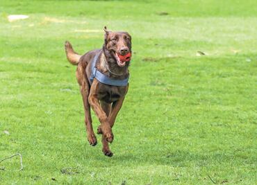 Thor, un perrito antibombas en la Cámara de Diputados