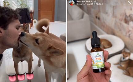 Memo Aponte rompe el silencio tras ser acusado de drogar a sus perros; "les doy gotas de uso veterinario"