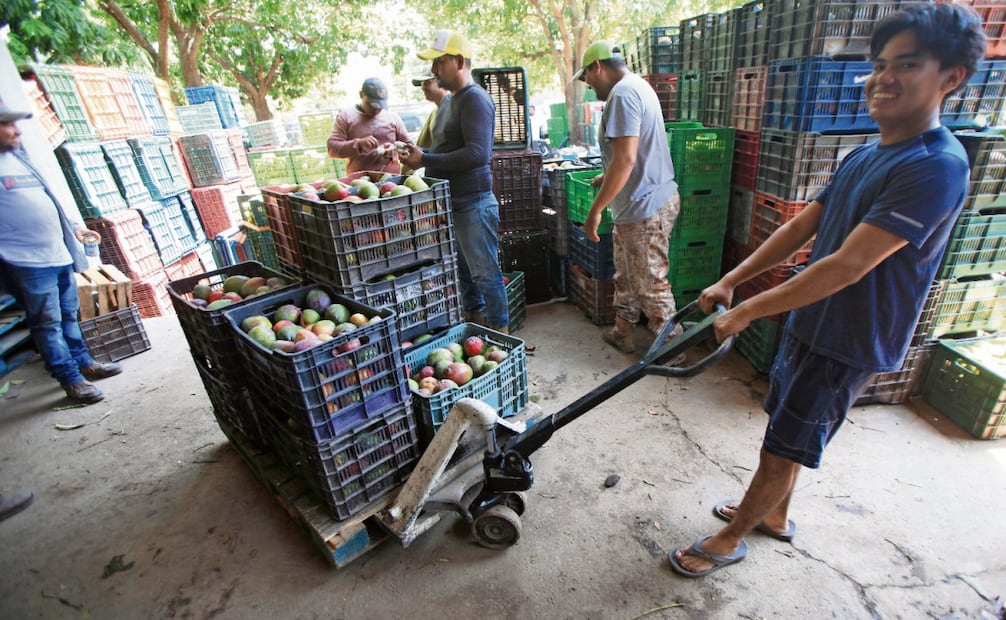 Trabajar en el corte de mango como en las empacadoras es “muy pesado, pero se gana dinero”, advierten los trabajadores agrícolas. Foto: Edwin Hernández / EL UNIVERSAL