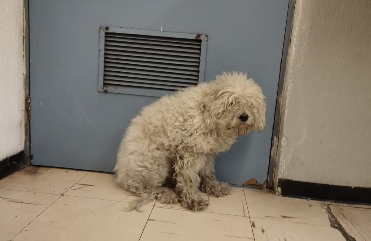 Perrito Oci pudo morir en las vías del Metro pero fue rescatado; espera ser adoptado o reclamado