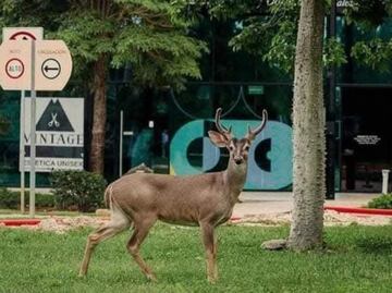 Fauna silvestre en Yucatán en riesgo por aumento de zonas urbanas: especialista; estrategia apuesta por una educación ambiental