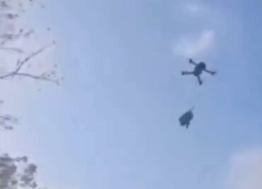 ¡Cruel! Amarran a perrito a dron y lo elevan cinco metros en Quintana Roo; activistas denuncian maltrato animal