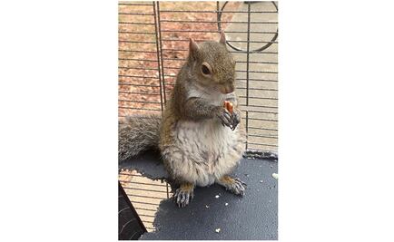 Policía de EU incauta “ardilla de ataque”; estaba drogada con metanfetamina